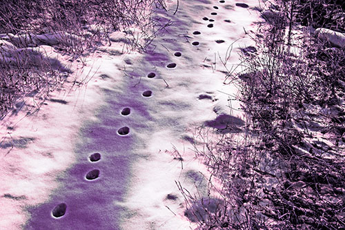 Deep Snow Animal Footprint Markings (Purple Tint Photo)