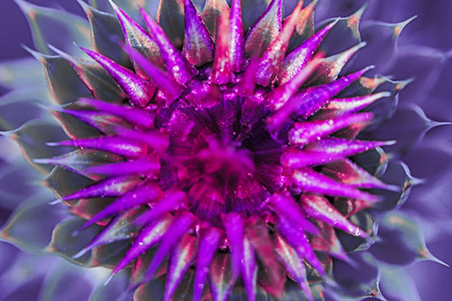 Dew Drops Cover Blooming Thistle Head (Purple Tint Photo)