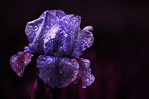 Dew Face Appears Among Wet Iris Flower (Purple Tint Photo)