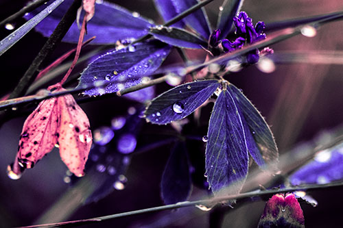 Dew Water Droplets Clutching Onto Leaves (Purple Tint Photo)
