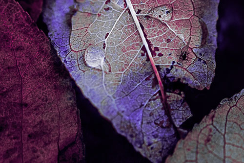 Dewy Eyed Leaf Face Cringing Towards Bug (Purple Tint)