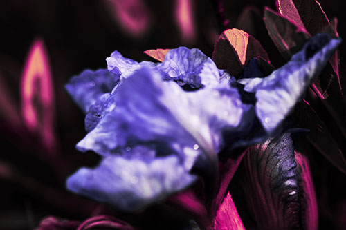 Dewy Iris Flower Creature Face (Purple Tint Photo)