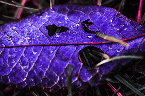 Dewy Pierced Leaf Face Screaming Among Grass Blades (Purple Tint)