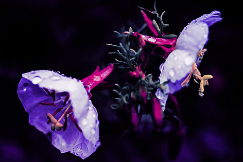 Dewy Primrose Flowers After Rainfall (Purple Tint Photo)
