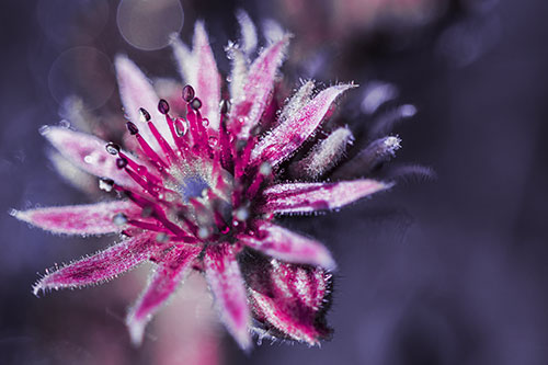 Dewy Spiked Sempervivum Flower (Purple Tint Photo)