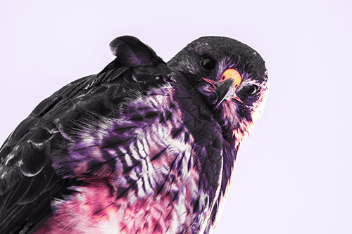 Direct Eye Contact With Rough Legged Hawk (Purple Tint Photo)