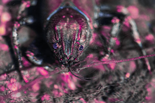 Direct Eye Contact With Water Submerged Crayfish (Purple Tint)