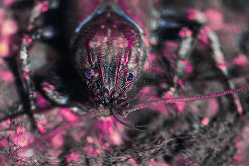 Direct Eye Contact With Water Submerged Crayfish (Purple Tint Photo)