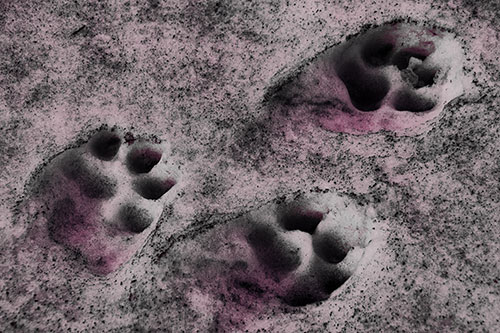 Dirty Dog Footprints In Snow (Purple Tint Photo)