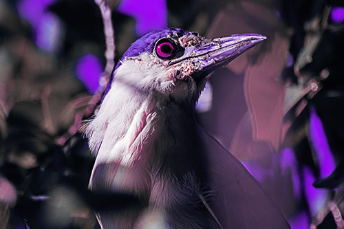 Dirty Faced Black Crowned Night Heron (Purple Tint Photo)