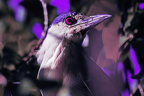 Dirty Faced Black Crowned Night Heron (Purple Tint)
