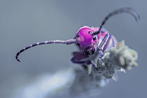 Dirty Milkweed Beetle Climbs Plant Top (Purple Tint)