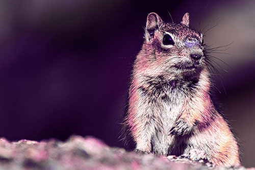 Dirty Nosed Squirrel Atop Rock (Purple Tint Photo)
