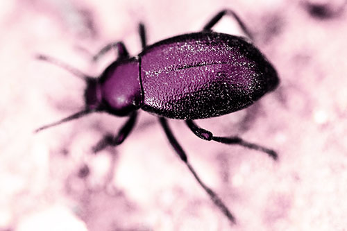 Dirty Shelled Beetle Among Dirt (Purple Tint Photo)