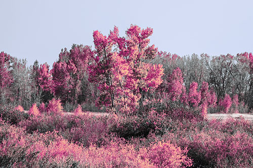 Distant Autumn Trees Changing Color Among Horizon (Purple Tint Photo)