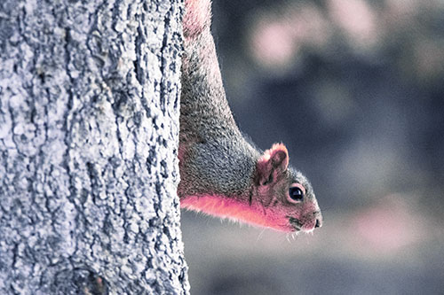 Downward Squirrel Yoga Tree Trunk (Purple Tint Photo)