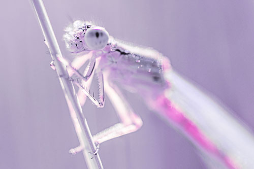 Dragonfly Clamping Onto Grass Blade (Purple Tint Photo)