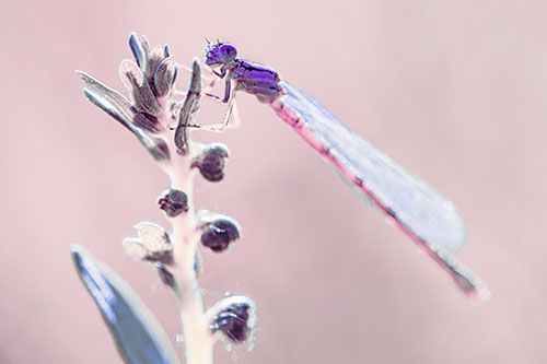 Dragonfly Clings Ahold Plant Top (Purple Tint Photo)