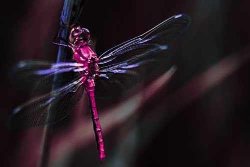 Dragonfly Grabs Ahold Grass Blade (Purple Tint)