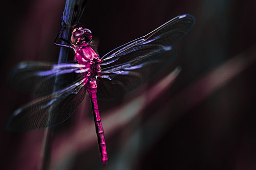 Dragonfly Grabs Ahold Grass Blade (Purple Tint Photo)