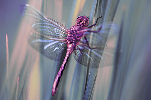 Dragonfly Grabs Grass Blade Batch (Purple Tint Photo)