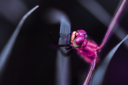 Dragonfly Hugging Grass Blade Tightly (Purple Tint Photo)