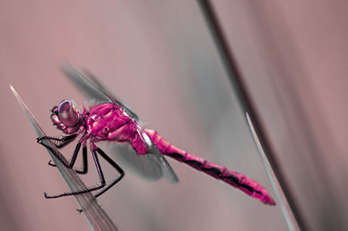 Dragonfly Perched Atop Sloping Grass Blade (Purple Tint Photo)