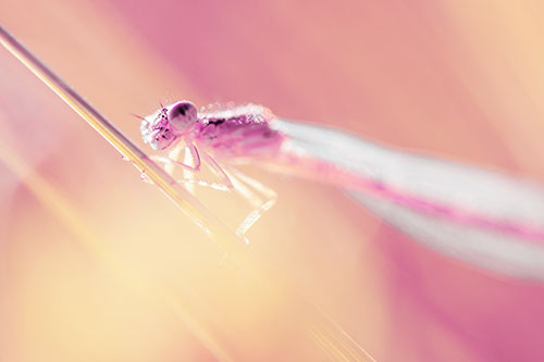 Dragonfly Rides Grass Blade Among Sunlight (Purple Tint Photo)