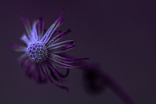 Dried Curling Snowflake Aster Among Darkness (Purple Tint Photo)