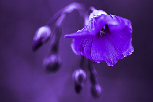 Droopy Flax Flower During Rainstorm (Purple Tint Photo)