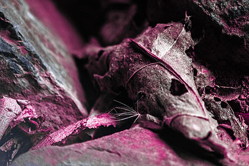Dry Frowning Leaf Face Resting Between Rocks (Purple Tint)