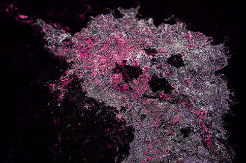 Dry Smirking Moss Face Among Damp Rock Surface (Purple Tint)