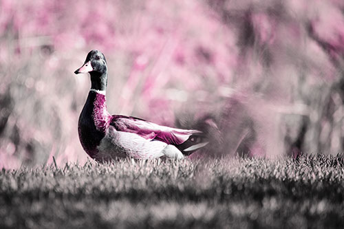 Duck On The Grassy Horizon (Purple Tint Photo)