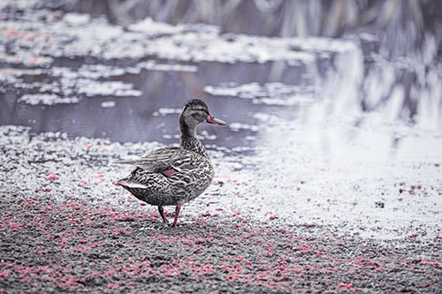 Duck Walking Through Algae For A Lake Swim (Purple Tint Photo)