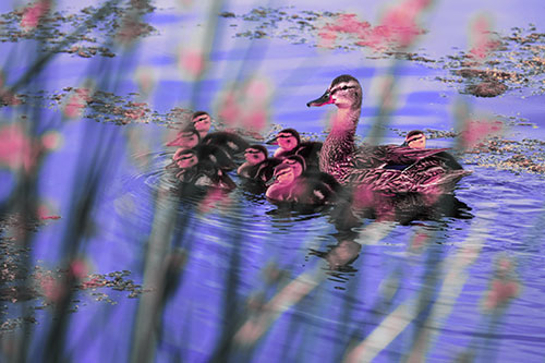 Ducklings Surround Mother Mallard (Purple Tint Photo)