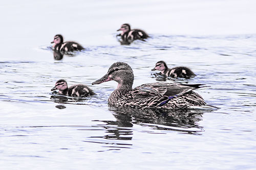 Ducklings Swim Along Mother Mallard Duck (Purple Tint Photo)