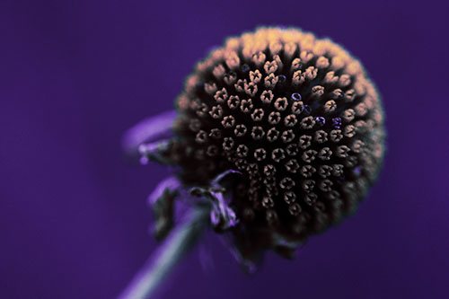 Dying Globosa Billy Button Craspedia Flower (Purple Tint Photo)