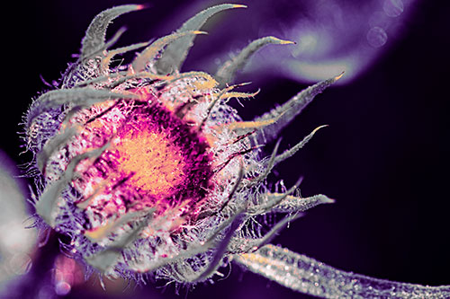 Dying Sunflower Curling Up (Purple Tint Photo)