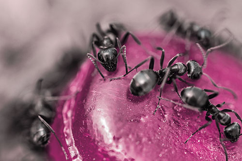 Excited Carpenter Ants Feasting Among Sugary Food Source (Purple Tint Photo)
