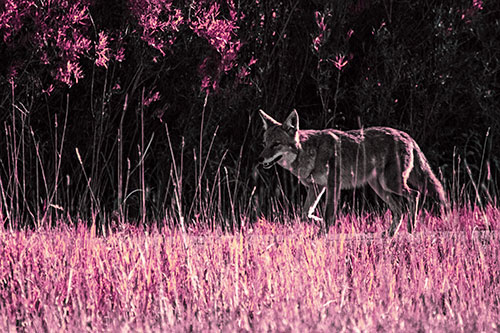 Exhausted Coyote Strolling Along Sidewalk (Purple Tint Photo)