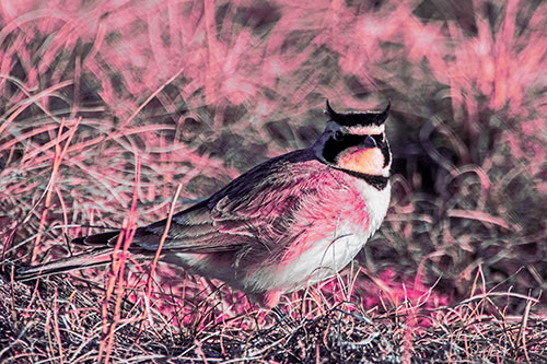 Eye Contact With A Horned Lark (Purple Tint Photo)
