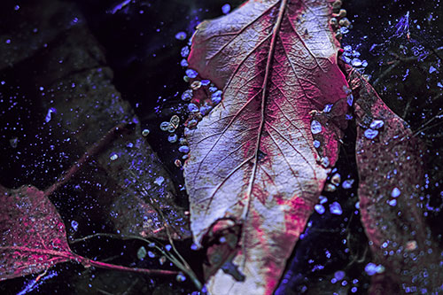 Fallen Autumn Leaf Face Rests Atop Ice (Purple Tint Photo)