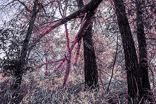 Fallen Forest Tree Trunks Among Sunlight (Purple Tint Photo)