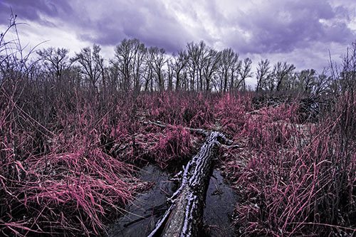 Fallen Snow Covered Tree Log Among Reed Grass (Purple Tint Photo)