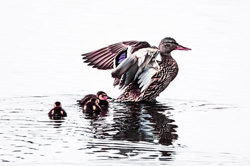 Family Of Ducks Enjoying Lake Swim (Purple Tint Photo)