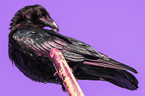 Feather Cleaning Raven Perched Atop Rusted Rail (Purple Tint)