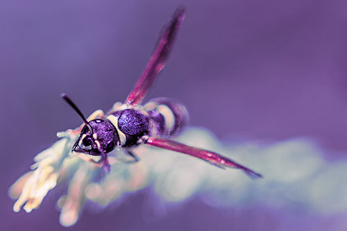Feisty Wasp Gazes Upwards Among Plant Top (Purple Tint)