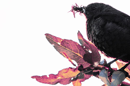 Female Brewers Blackbird Collects Mouthful Of Bugs (Purple Tint Photo)