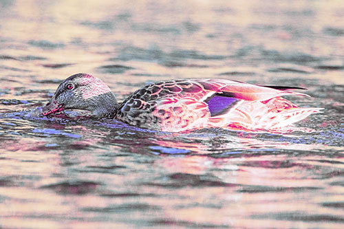 Female Mallard Duck Feasting Among River Water (Purple Tint)