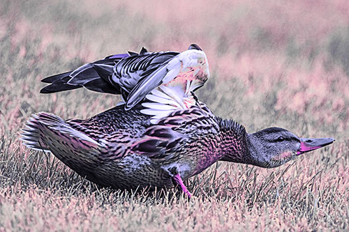 Female Mallard Duck Stretching Among Cut Grass (Purple Tint)
